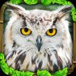 Owl Simulator